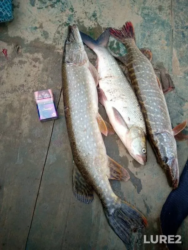 Asp, Pike — Cheptsa, Sep 30, 2019