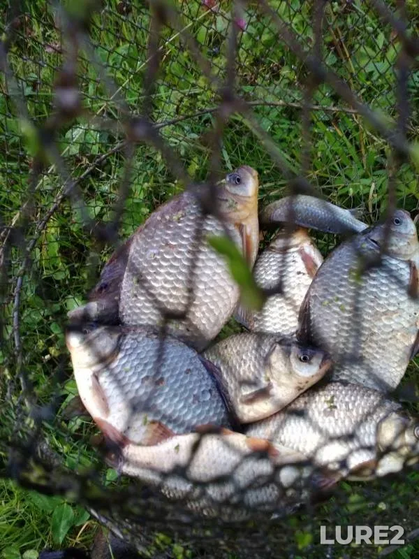 Crucian carp — Kep, Aug 23, 2019