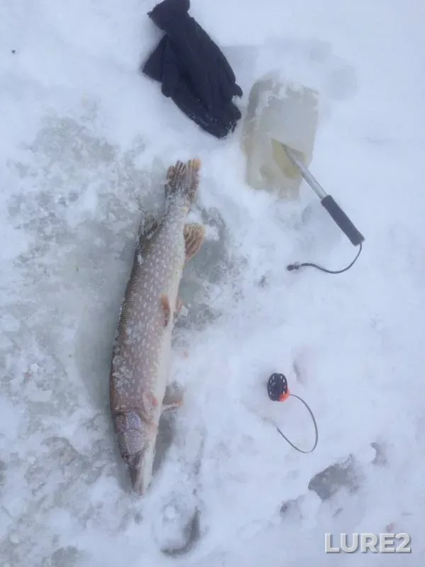Pike — Cheptsa, Dec 15, 2018