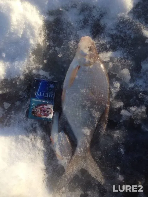 Bream — Cheptsa, Dec 02, 2018