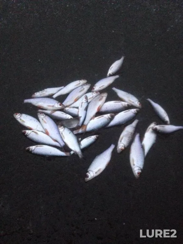 Roach — Cheptsa, Nov 17, 2018