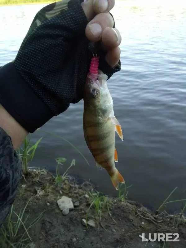 Perch — Cheptsa, Jul 30, 2018