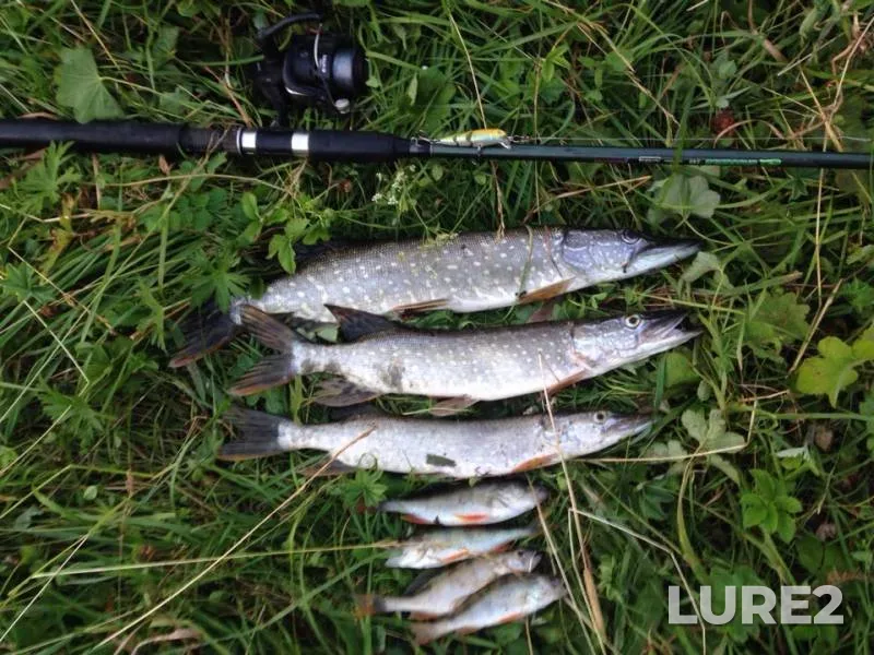 Perch, Pike — Cheptsa, Jul 27, 2018