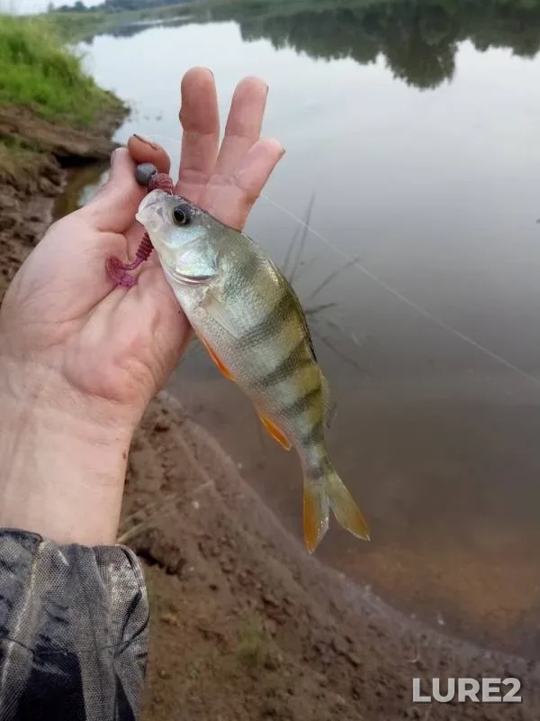 Perch — Cheptsa, Jul 18, 2018