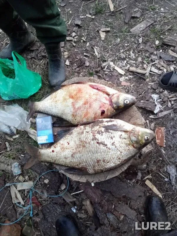 Bream — Cheptsa, May 13, 2018