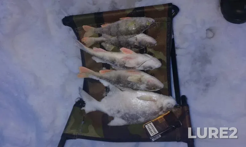 Bream, Perch — Cheptsa, Mar 05, 2018