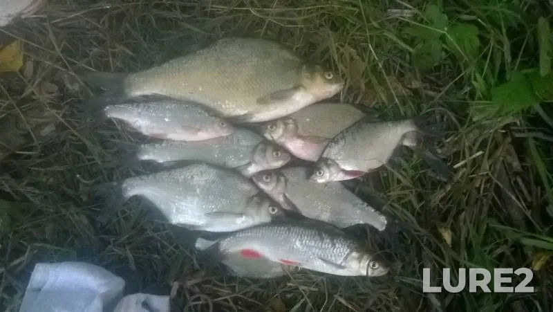 Bream, Chub — Cheptsa, Aug 21, 2017