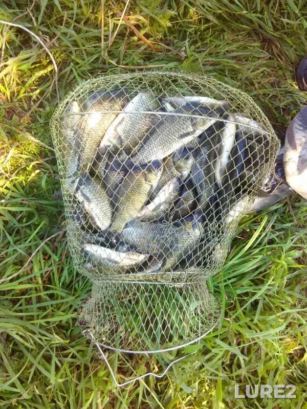Crucian carp, Roach — Lumpun, Jul 15, 2017