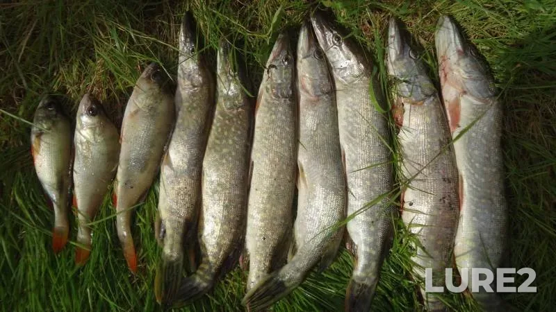 Perch, Pike — Krymka, Nov 07, 2013
