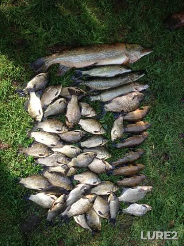 Crucian carp — Kiїvska oblast, Sep 01, 2013