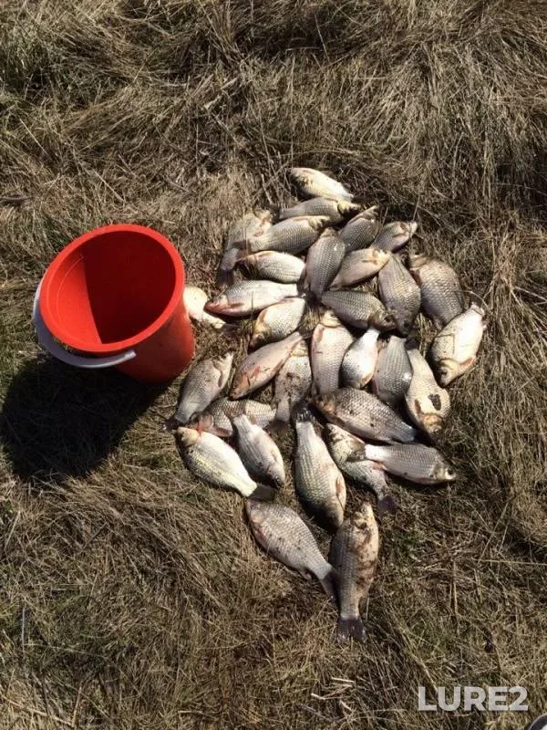 Crucian carp — Shemelka, May 09, 2014