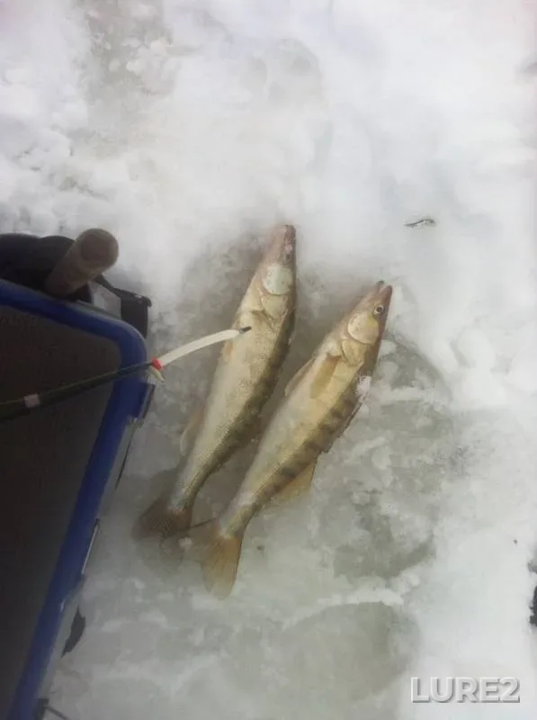 Zander — Respublika Tatarstan, Feb 16, 2014