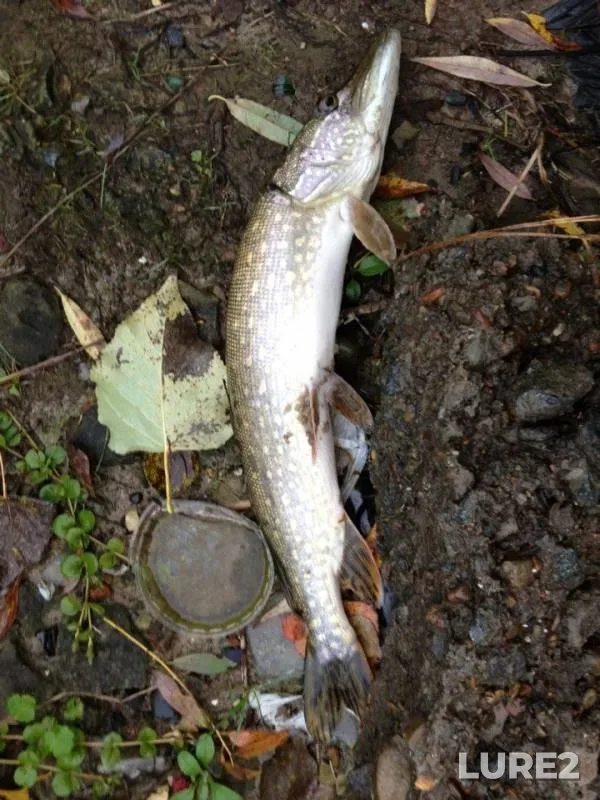 Pike — Respublika Tatarstan, Sep 30, 2013