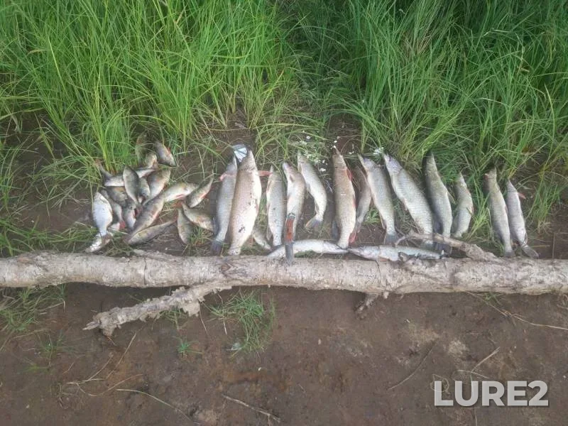 Perch, Pike — Pyakupur, Aug 24, 2019