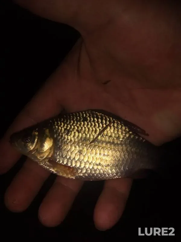 Bleak, Crucian carp — Nankpyokh, Aug 19, 2019