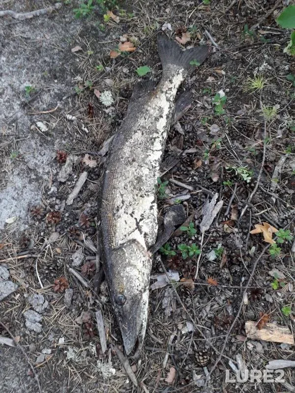 Pike — Yamalo-Nenetskiy avtonomnyy okrug, Aug 18, 2019