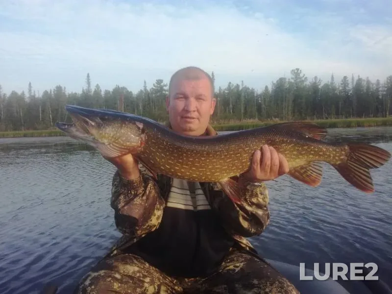 Perch, Pike — Yamalo-Nenetskiy avtonomnyy okrug, Aug 17, 2019
