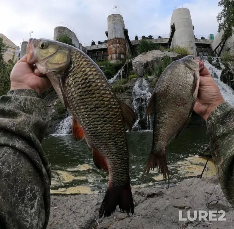 Bream, Chub — Ros, Aug 17, 2019