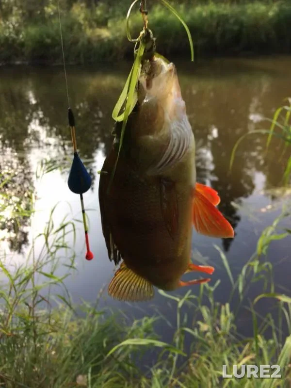 Perch, Pike — Yetypur, Aug 15, 2019