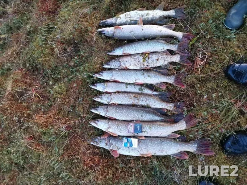 Pike — Tetu-Mamontotyay, Aug 10, 2019