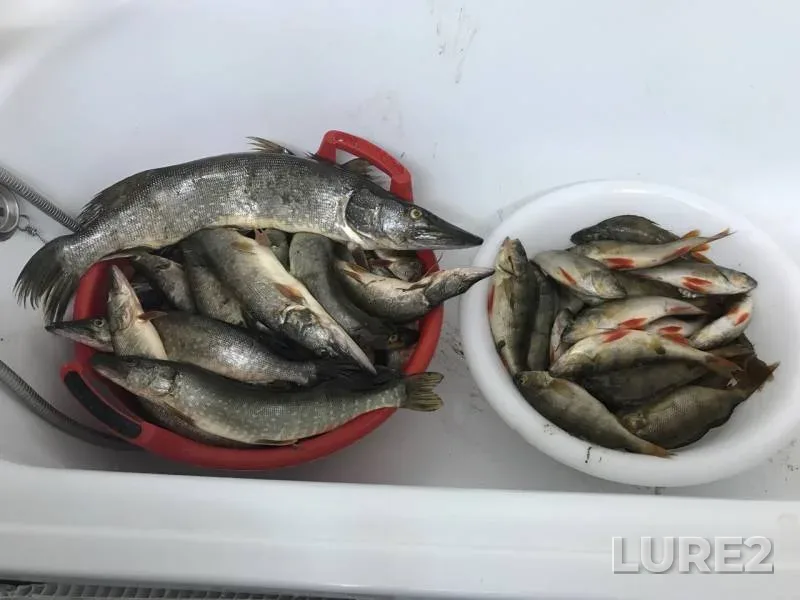 Perch, Pike — Pyakupur, Aug 10, 2019