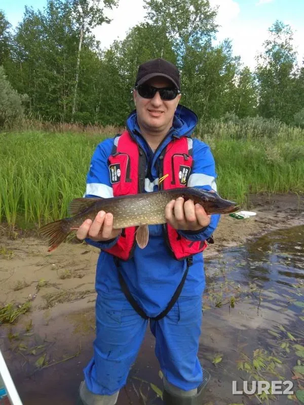 Ide, Perch — Khanty-Mansiyskiy avtonomnyy okrug — Yugra, Aug 04, 2019
