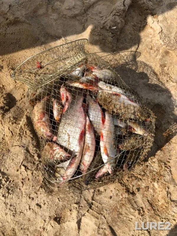 Ide, Perch — Vat-Yegan, Aug 04, 2019