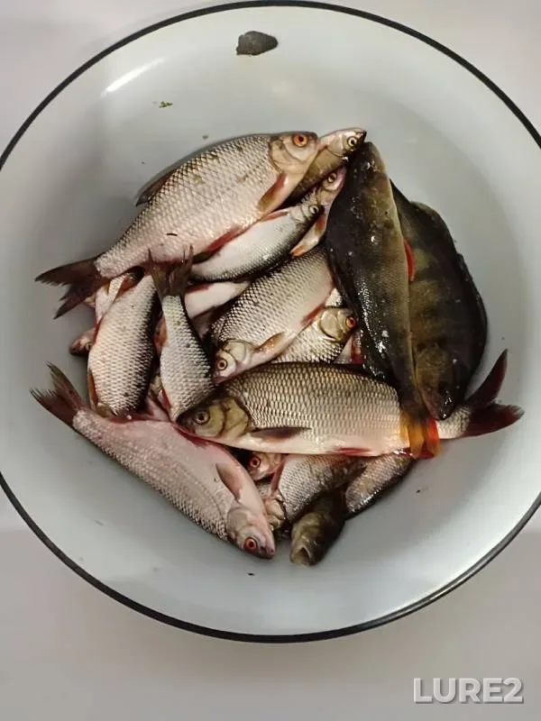 Ide, Perch — Tlyatsyayyakha, Jul 22, 2019