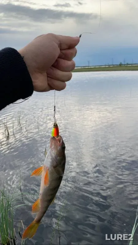 Pike — Khanty-Mansiyskiy avtonomnyy okrug — Yugra, Jul 08, 2019