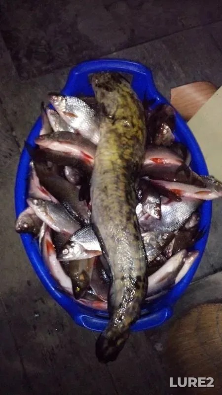 Burbot, Roach — Yetypur, Apr 15, 2019
