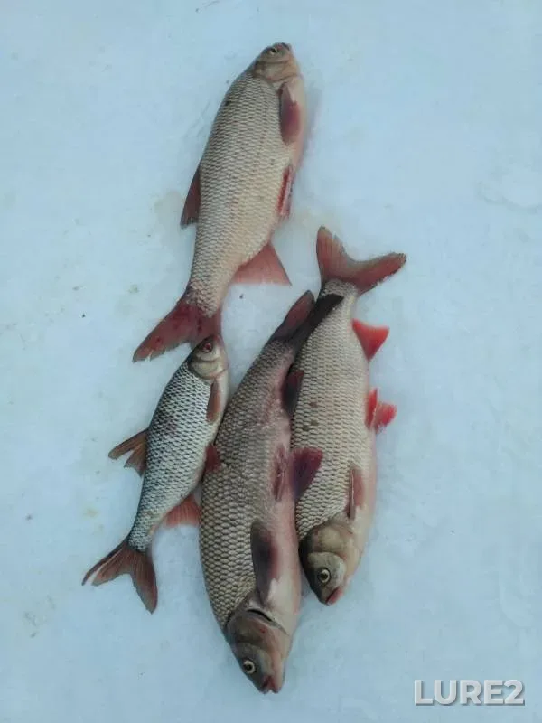 Ide, Roach — Yetypur, Apr 06, 2019