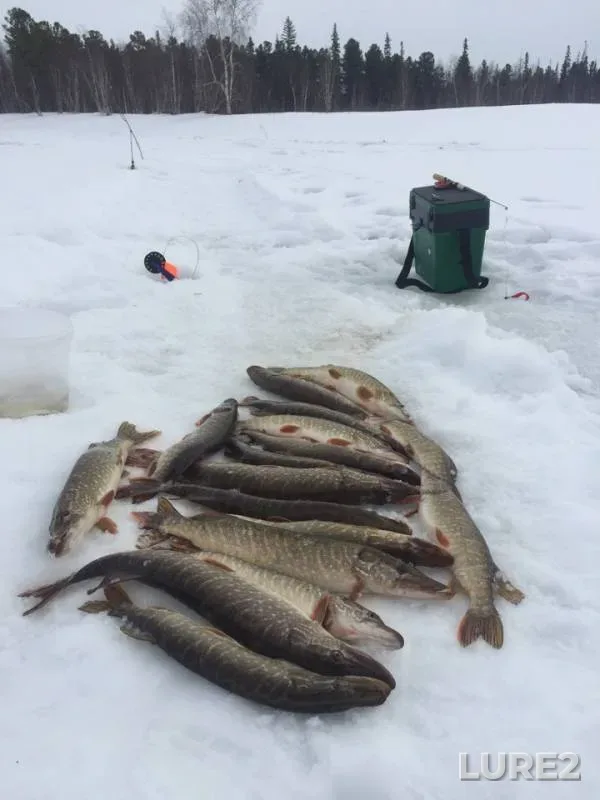 Pike — Staritsa 258 km, Mar 29, 2019