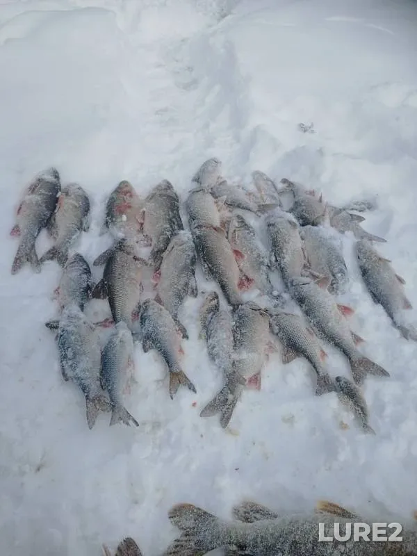 Ide, Pike — Yetypur, Mar 18, 2019