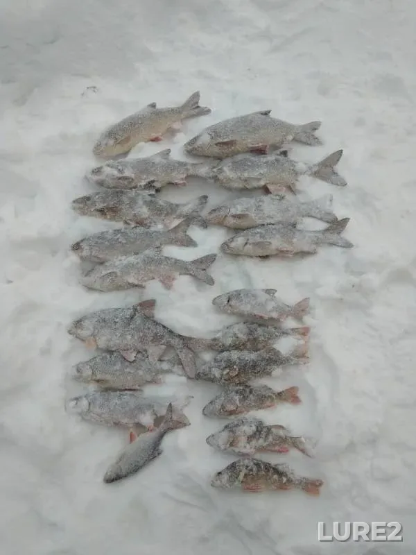 Ide, Perch — Yetypur, Feb 23, 2019