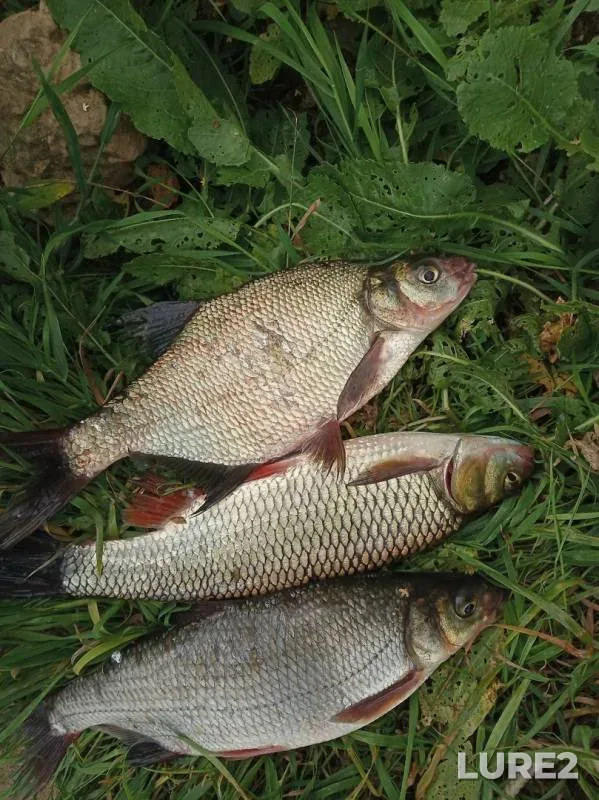 Bream, Chub — Dnepr, Aug 01, 2019