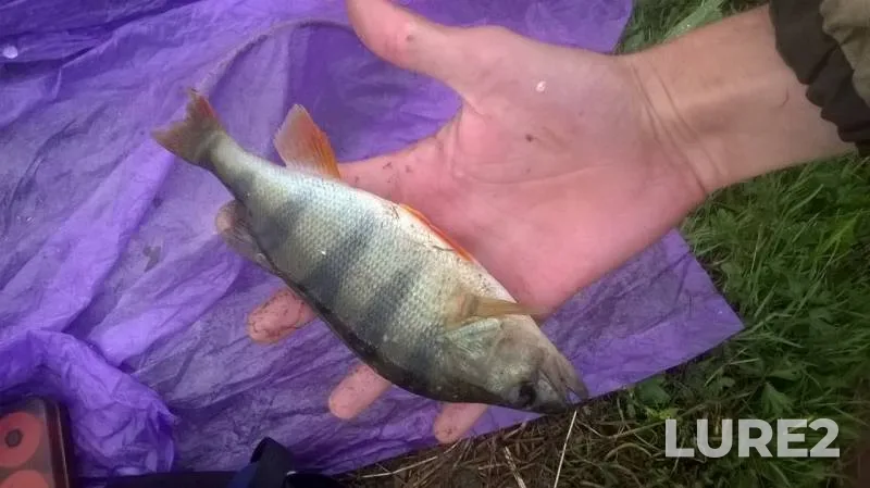 Bleak, Bream — Dnepr, Jul 07, 2019