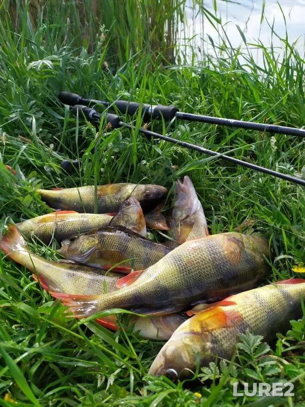 Perch — Drysa, May 25, 2019
