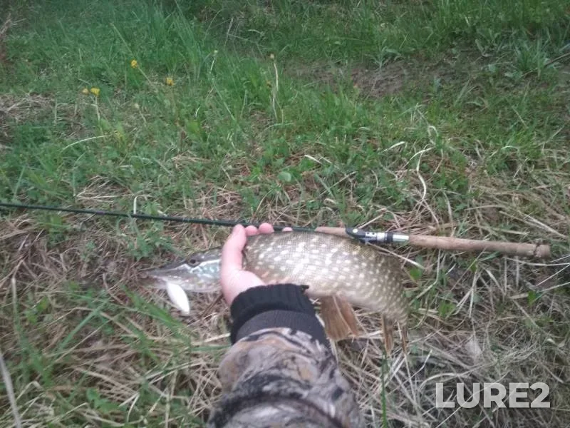 Perch, Pike — Selishche, May 14, 2019