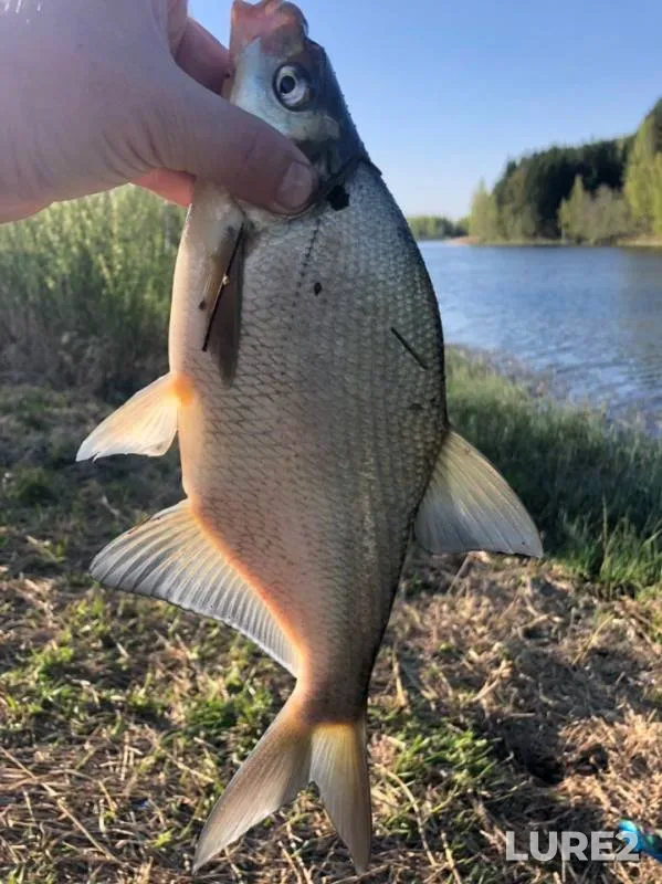 Bream — Kobyzevskoye, May 13, 2019