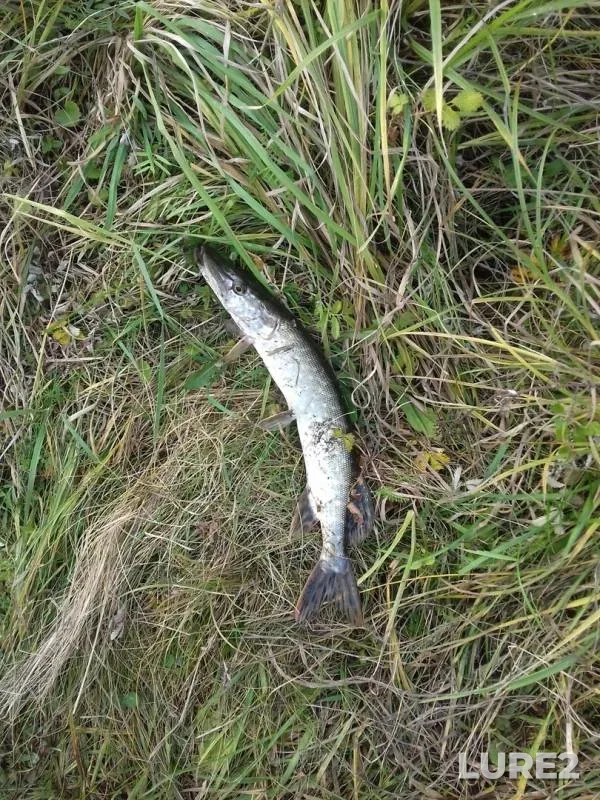 Pike — Ozyorka, Oct 12, 2019