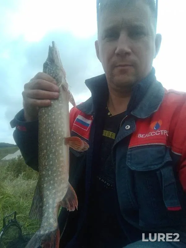 Perch, Pike — Nizhegorodskaya oblast, Sep 04, 2019