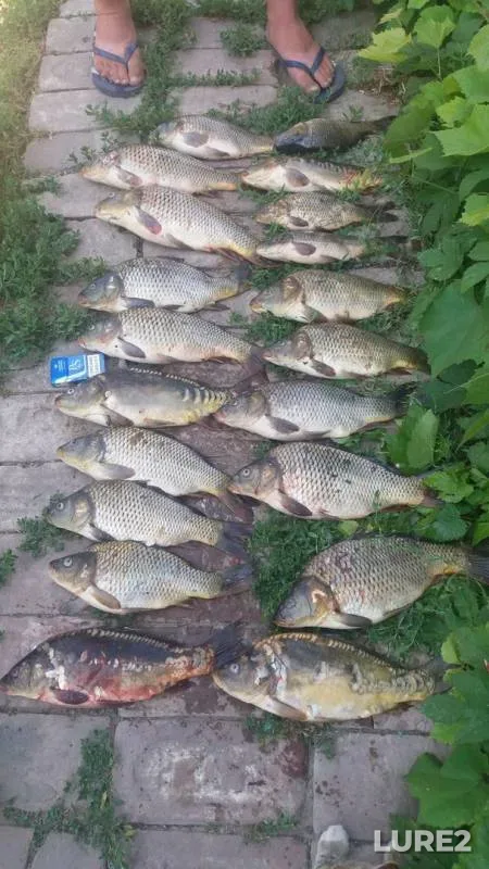 Carp — Orenburgskaya oblast, Aug 04, 2017