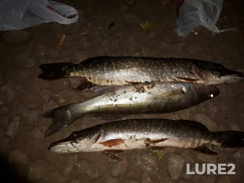 Pike, Zander — Sakmara, Jul 26, 2017