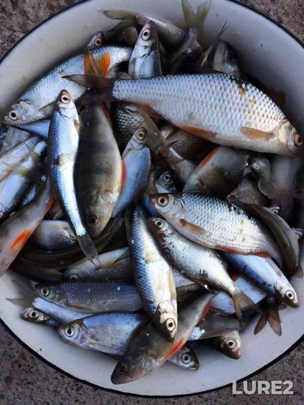 Perch, Roach — Zhayyқ - Ural, Mar 17, 2017
