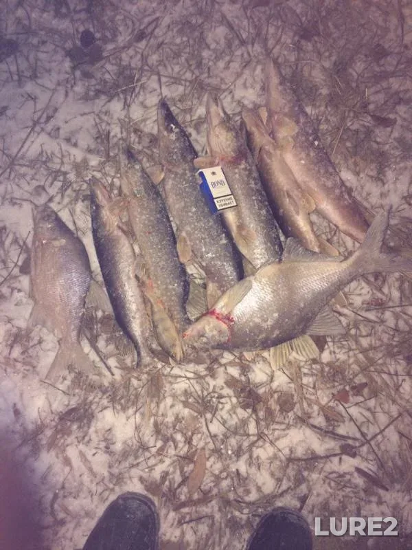 Bream, Pike — Ushkatinskoye, Nov 19, 2016