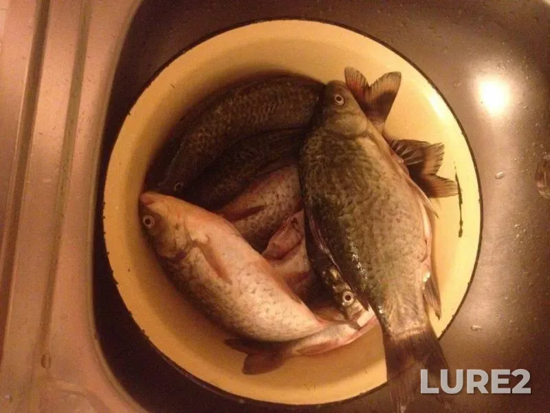 Crucian carp — Orenburgskaya oblast, Oct 06, 2016