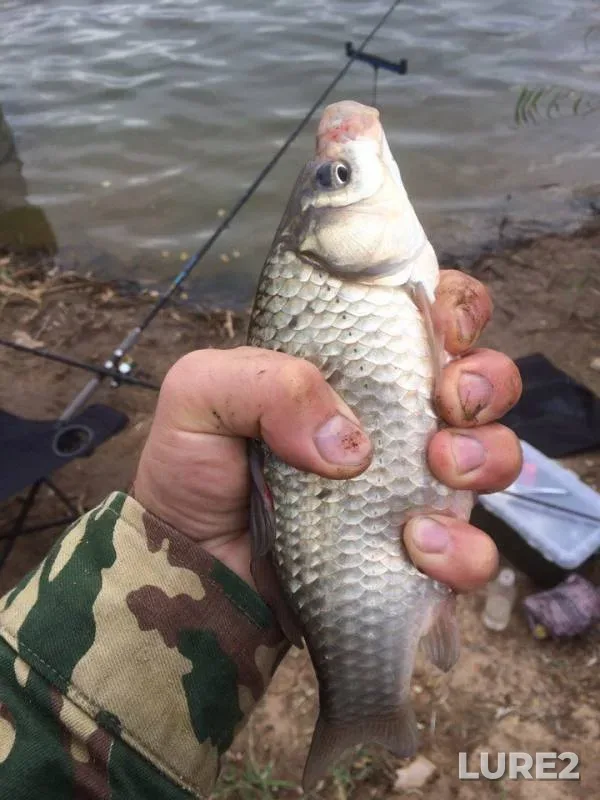 Bream, Crucian carp — Chernovskoye, Sep 24, 2016