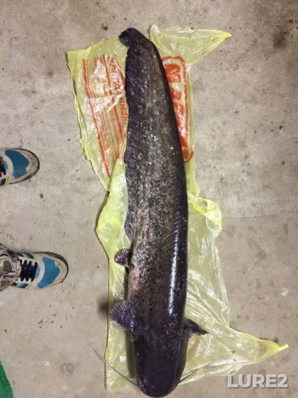 Wels catfish — Zhayyқ - Ural, Sep 14, 2016