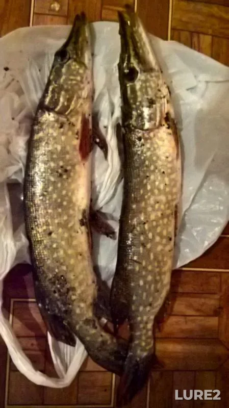 Perch, Pike — Burtya, Sep 11, 2016