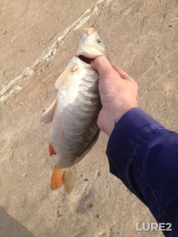 Bream, Carp — Chernovskoye, Sep 01, 2016